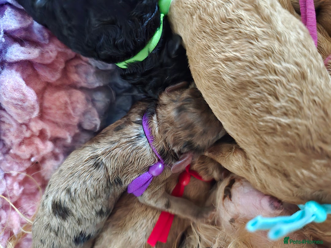 Cavapoo dogs for sale: Cavapoo F1B pups licensed Breeder/health tested  - Image 22