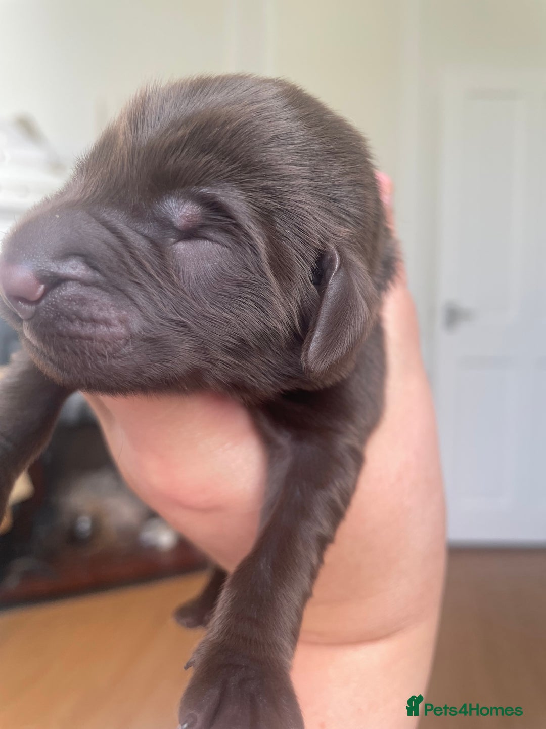 Flat coated Retriever dogs for sale: Flat coat Retriever Puppies for sale - Image 2