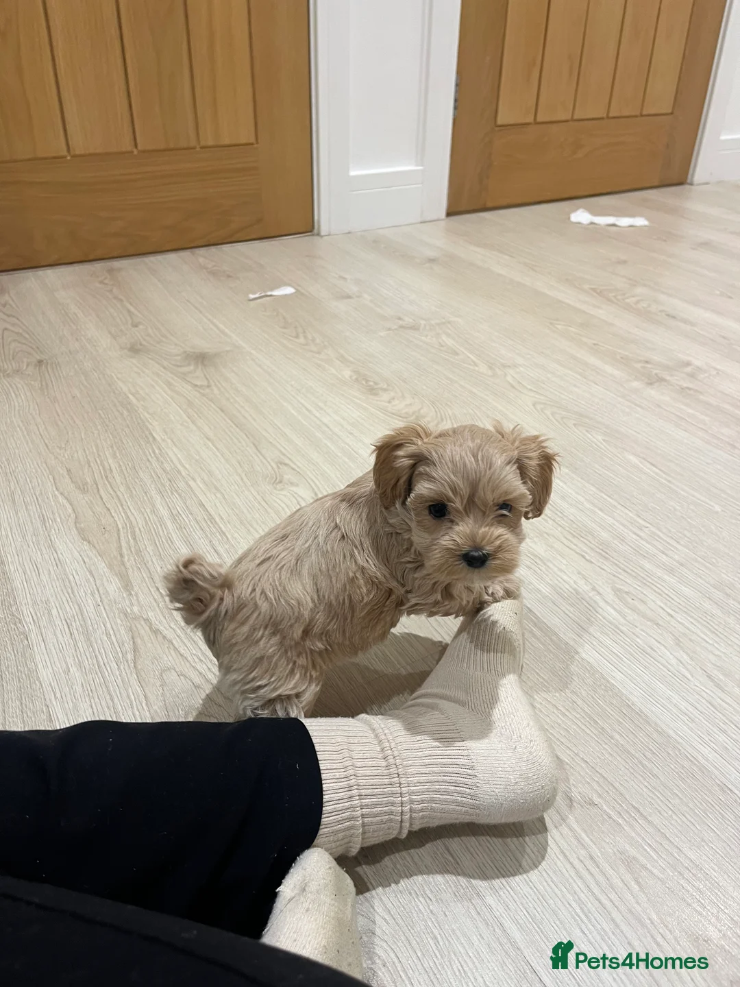 Maltipoo dogs for sale: Gorgeous Maltipoo Pups looking for their new home  - Advert 24