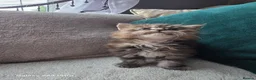 Maine Coon cats for sale: Stunning Maine Coon Kittens - Advert 2