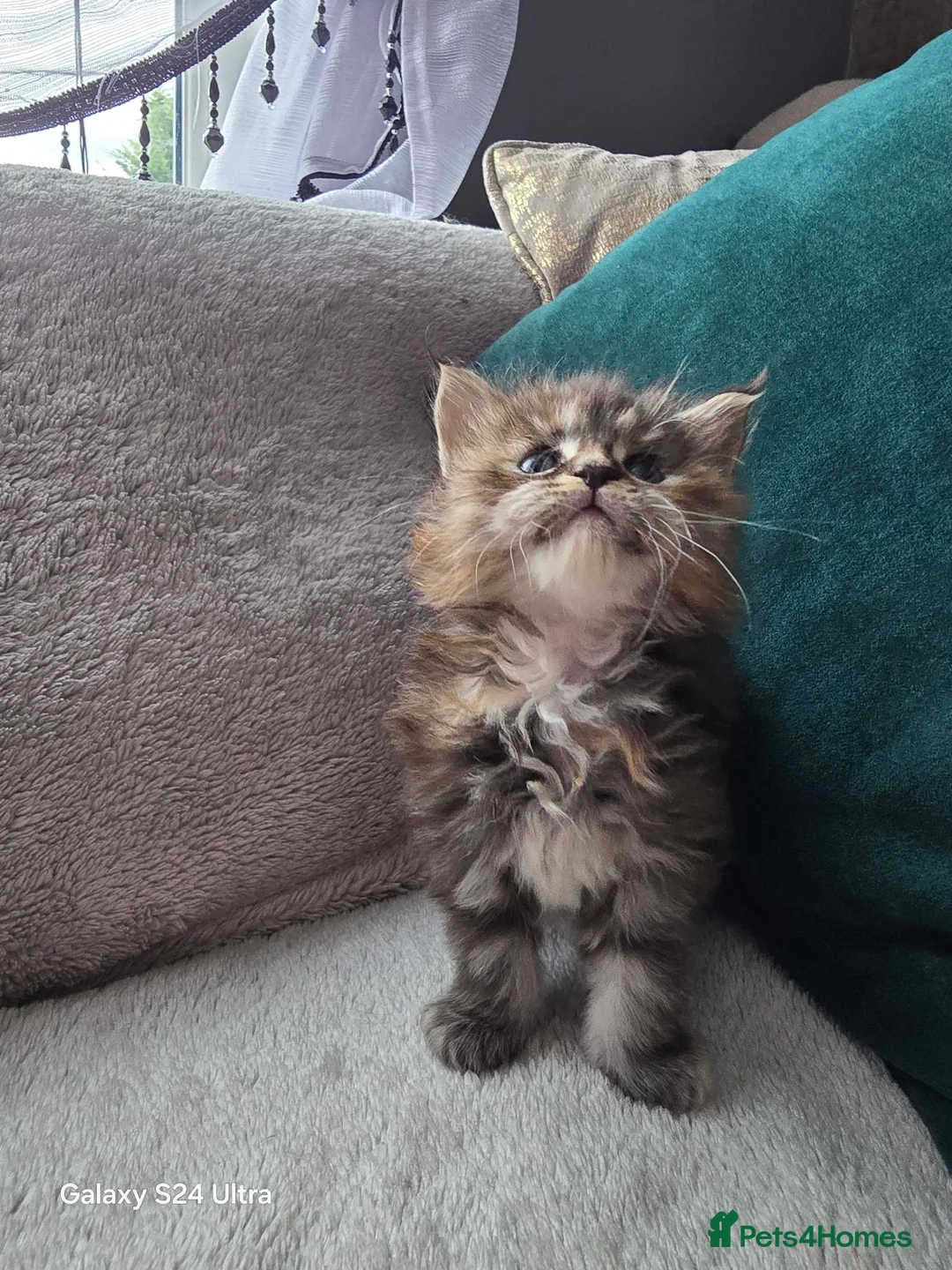 Maine Coon cats for sale: Stunning Maine Coon Kittens - Advert 2