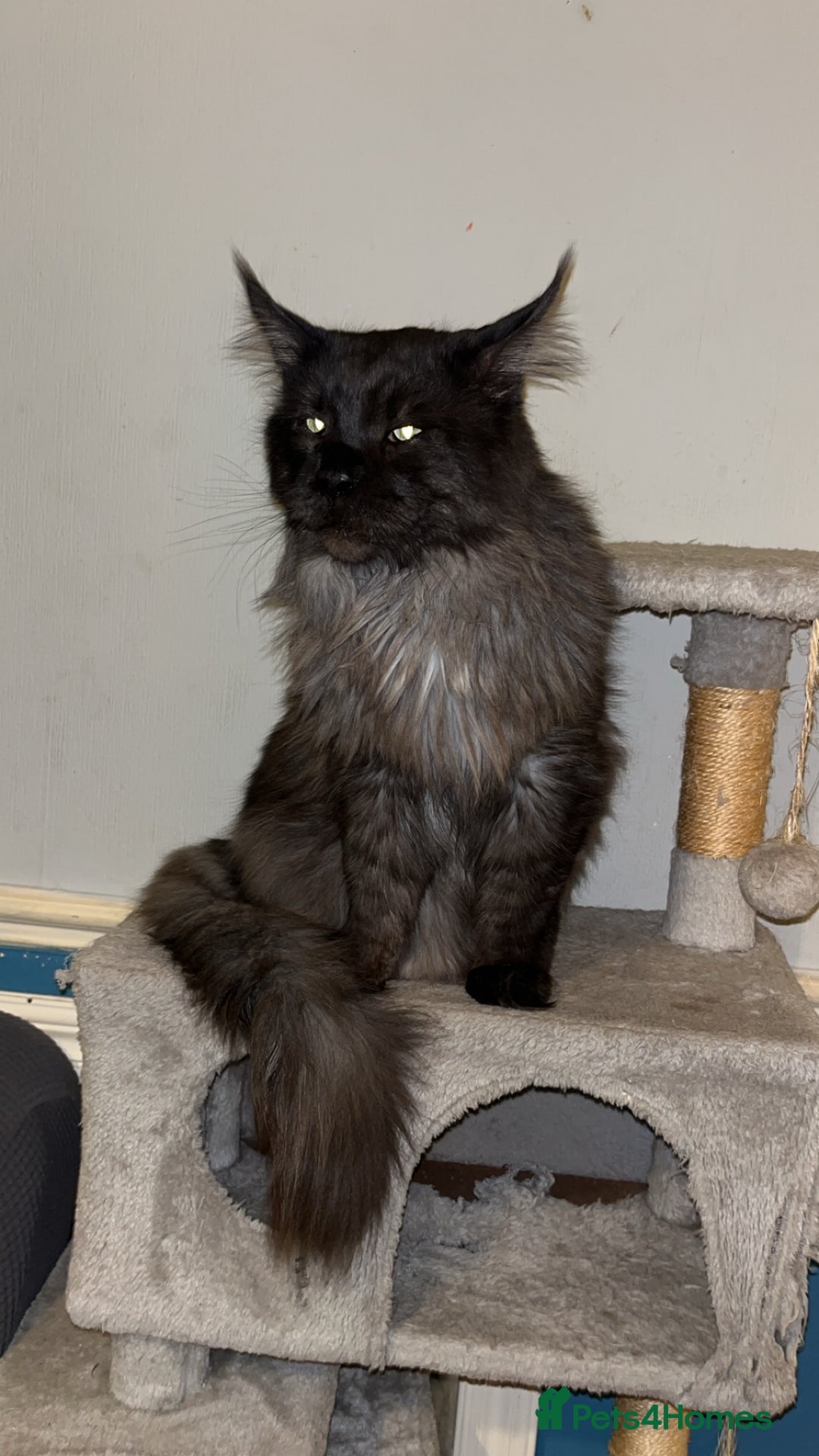 Maine Coon cats for sale: Beautiful Maine coon kittens 🤍🖤 - Advert 12