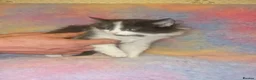 Mixed Breed cats for sale: Kittens Ready Now Longhaired and shorthaired - Advert 8