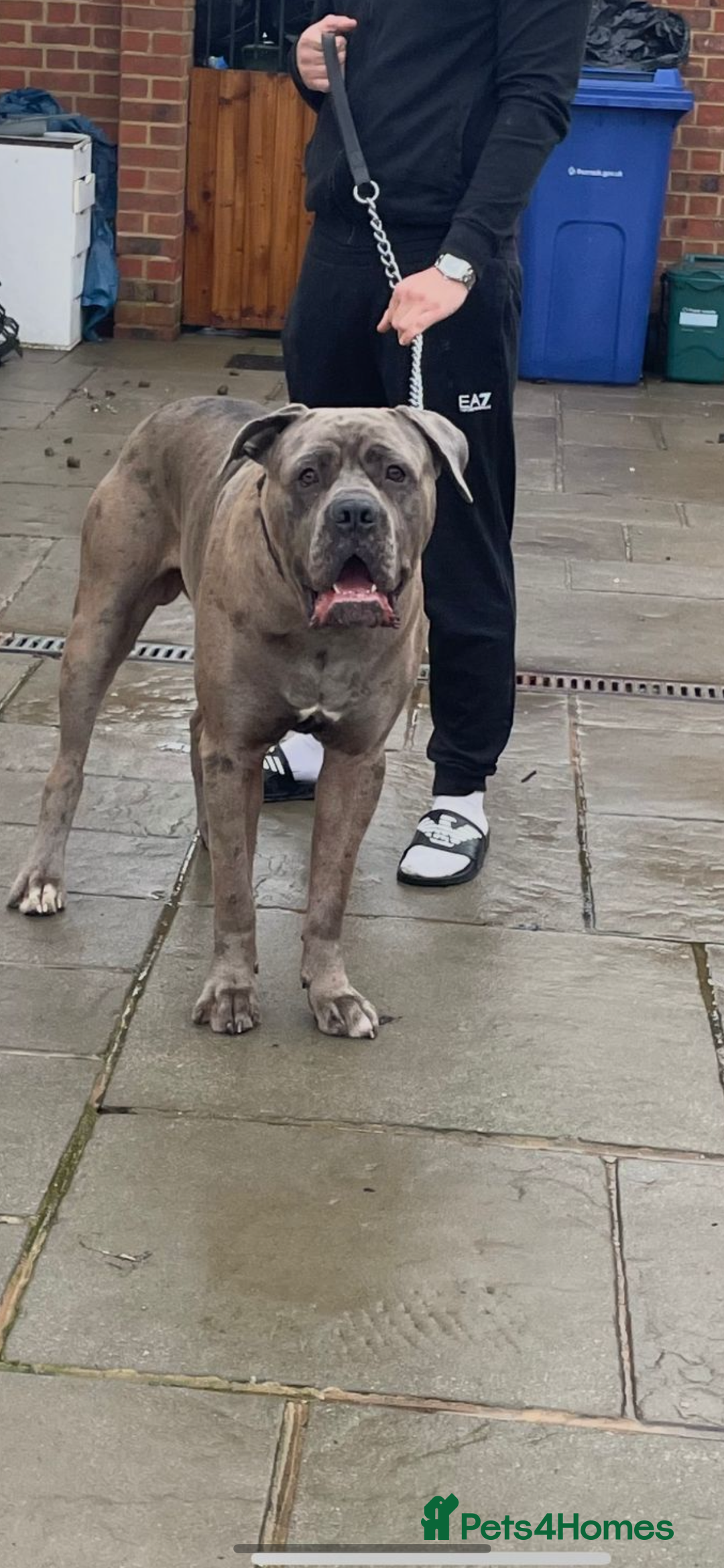 Cane Corso dogs for stud: 65 kilo Merle cane corso  - Advert 4
