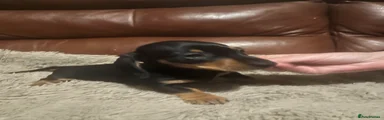 Miniature Dachshund Puppy 4