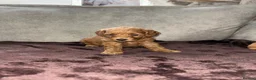 Cockapoo dogs for sale: Beautiful cockapoo puppies  in Montrose - Advert 11