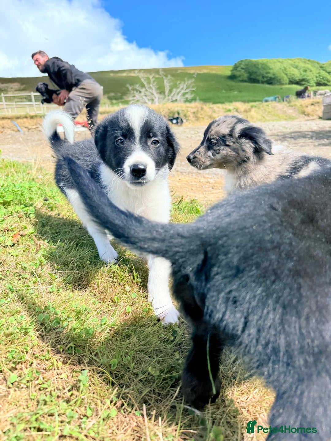 Border Collie dogs for sale: Beautiful border collie puppies  - Image 13
