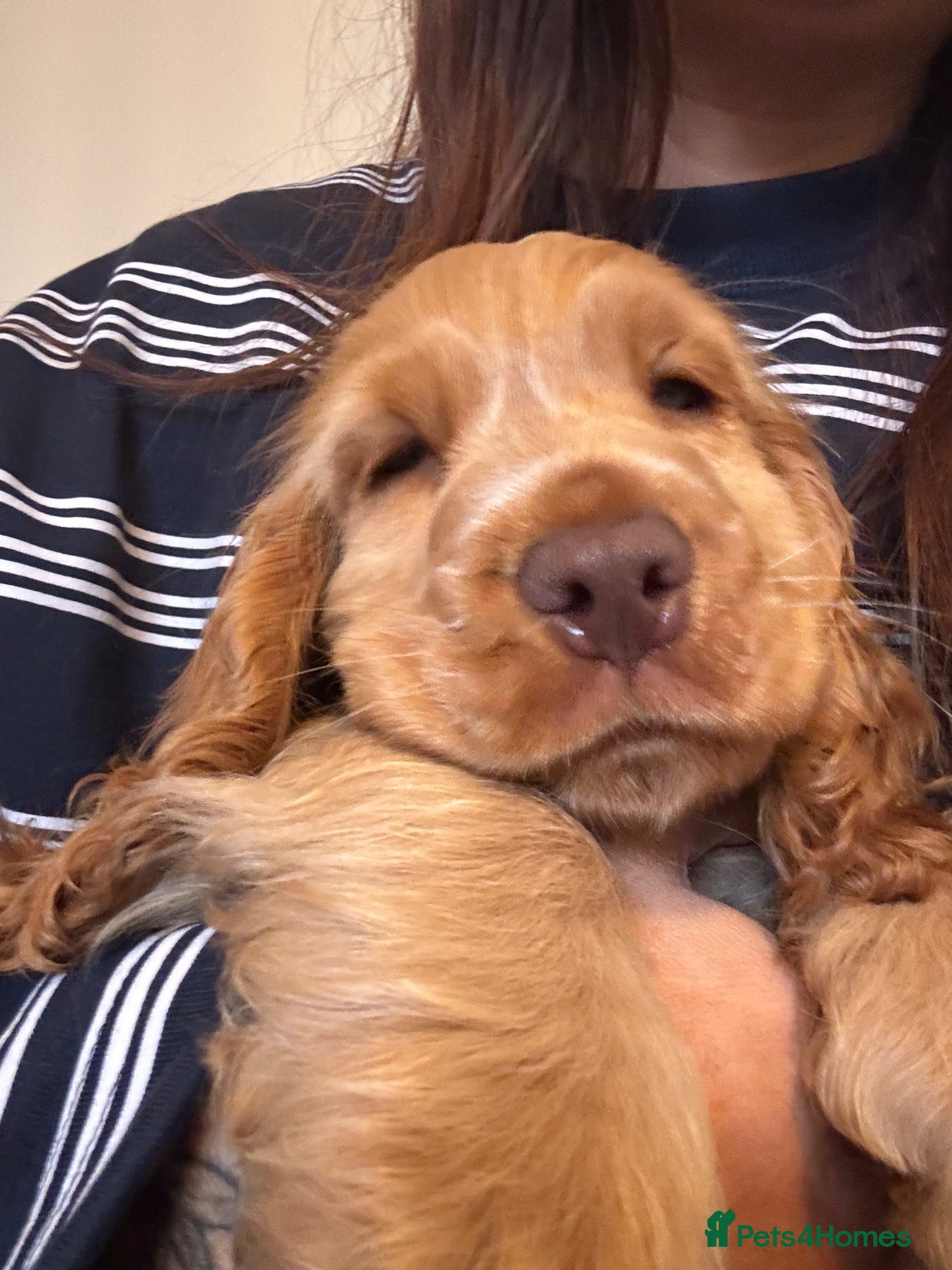 Cocker Spaniel dogs Show Cocker spaniel  - Advert 2