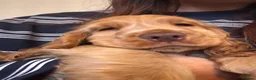 Cocker Spaniel dogs for sale: Show Cocker spaniel  in Solihull - Advert 1