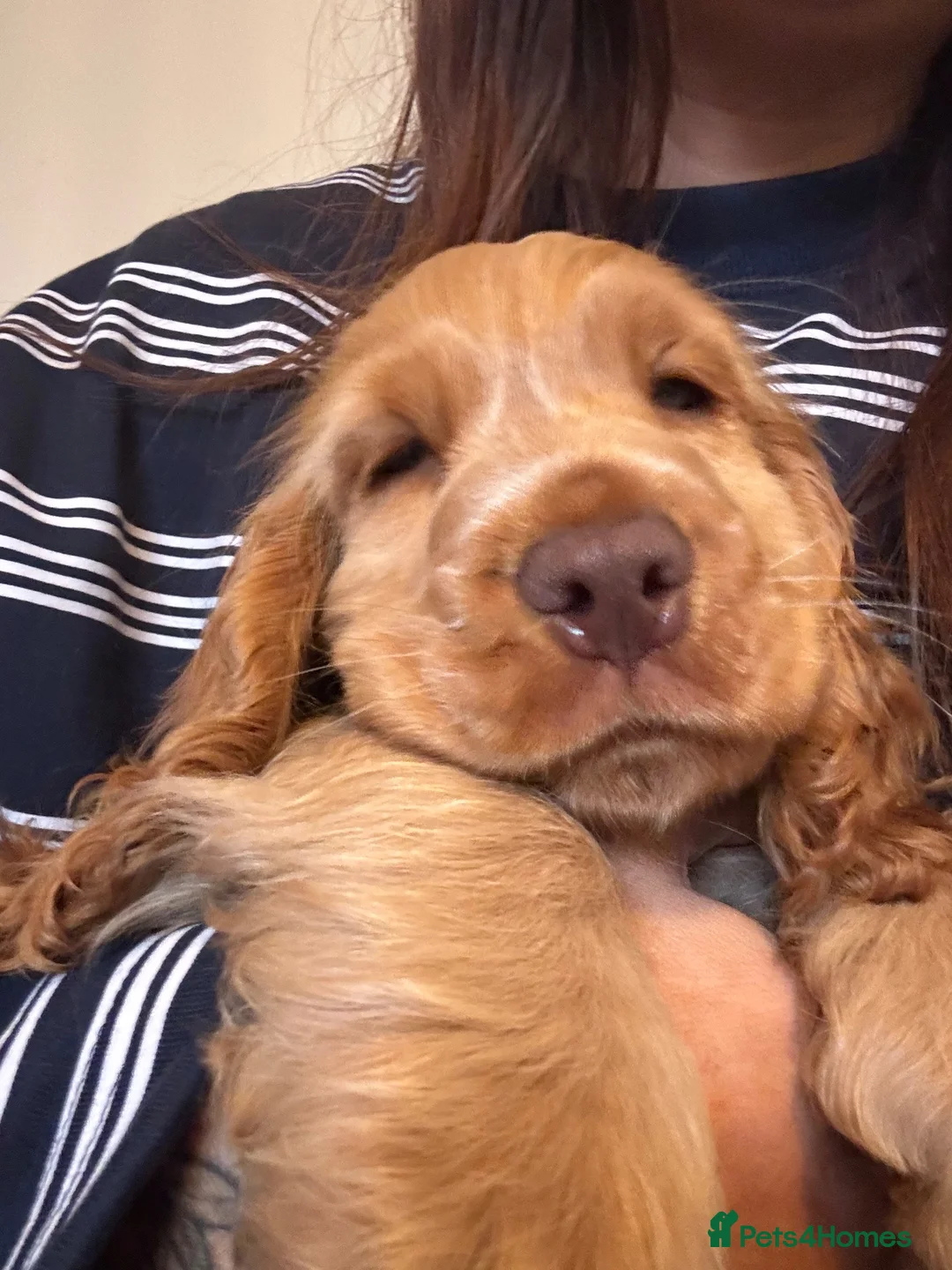 Cocker Spaniel dogs for sale: Show Cocker spaniel  in Solihull - Advert 1