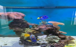 Other/Mixed Breed fish for sale: Large Marine Fish - King ANGEL & Regal Tang - Advert 2