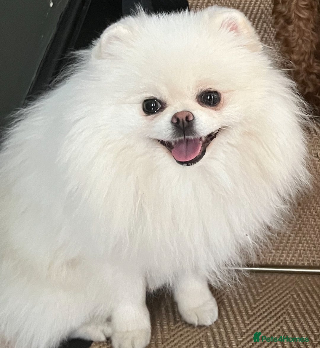 Pomeranian dogs for sale: 3 year old beautiful female pomeranian  - Advert 2