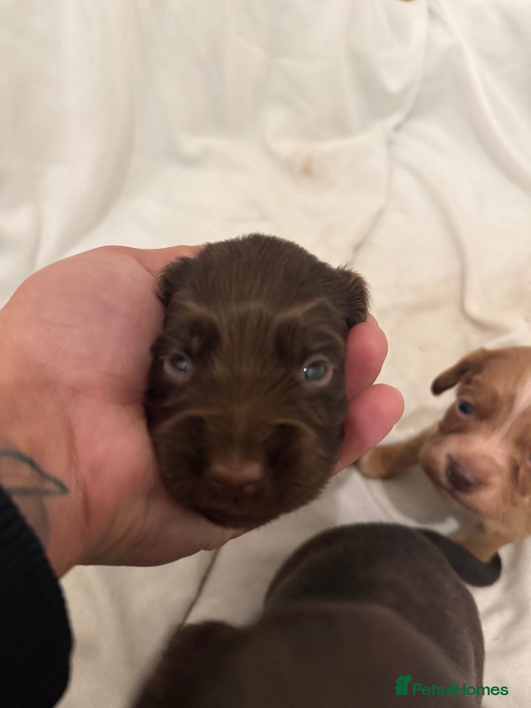 Cocker Spaniel dogs for sale: Male -  KUJO - Advert 2