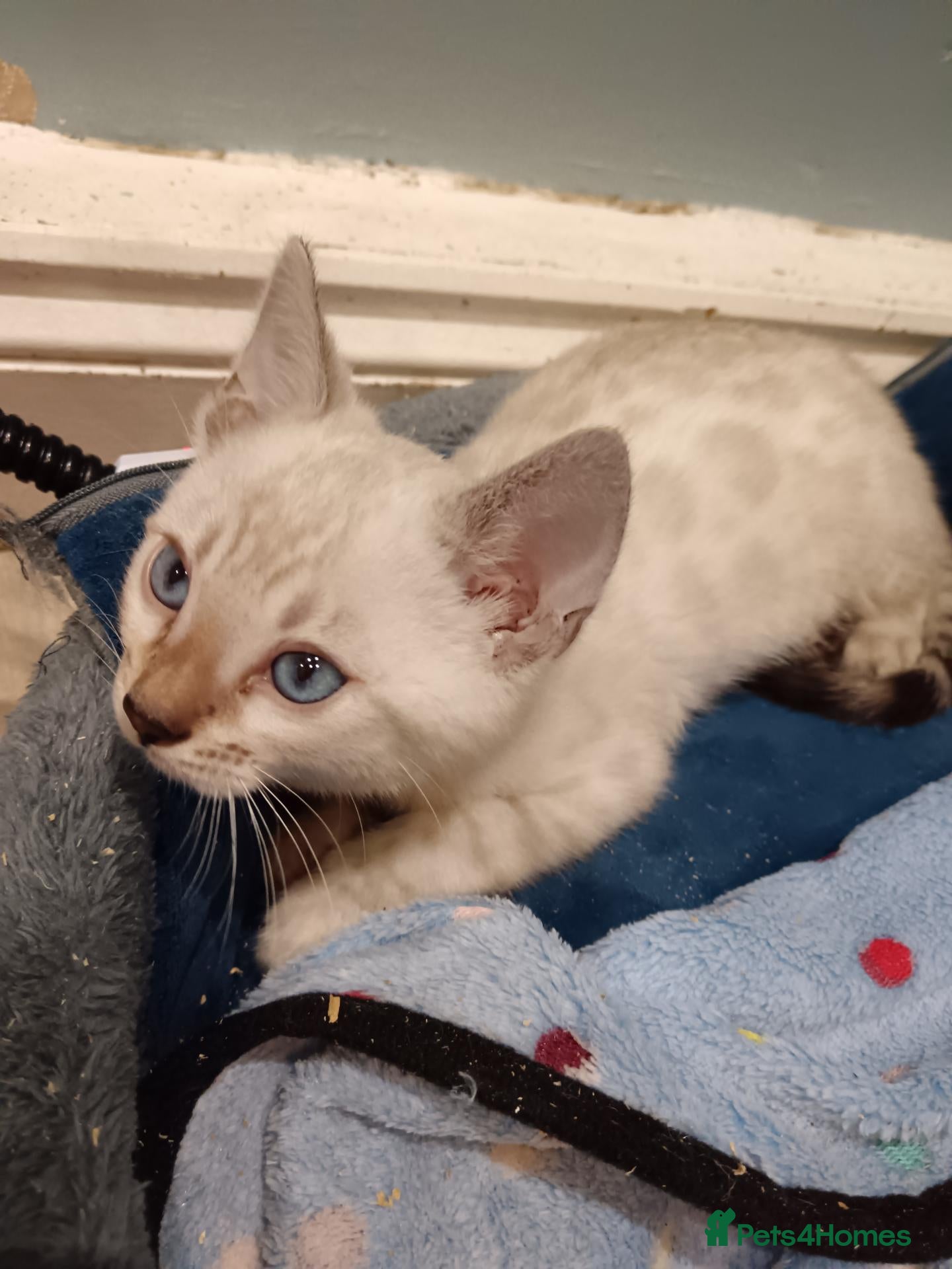 Bengal cats for sale: F6 TICA RG BENGALS  - Advert 2