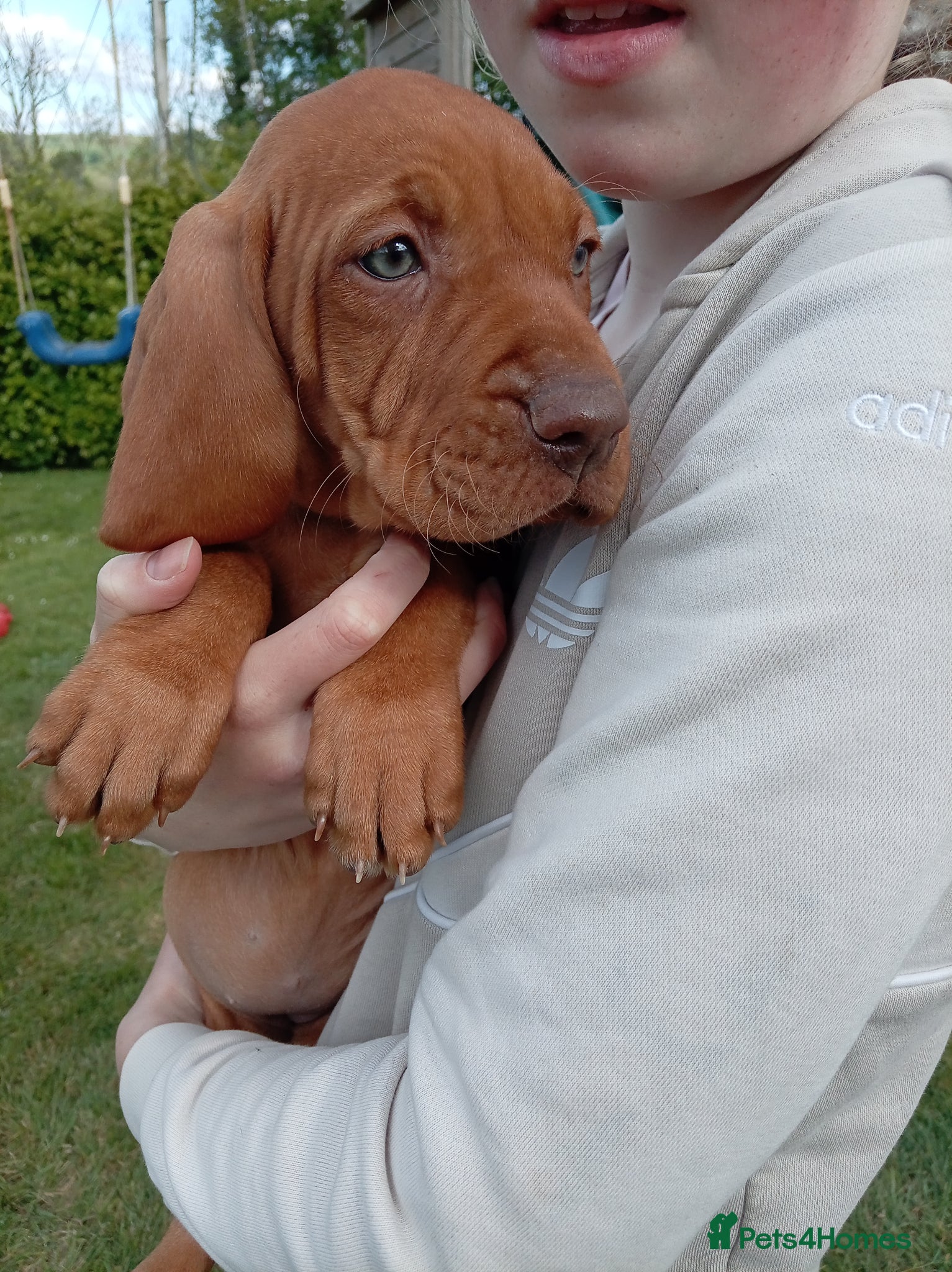 Hungarian Vizsla dogs Beautiful Hungarian Vizsla Puppies For Sale  - Advert 10