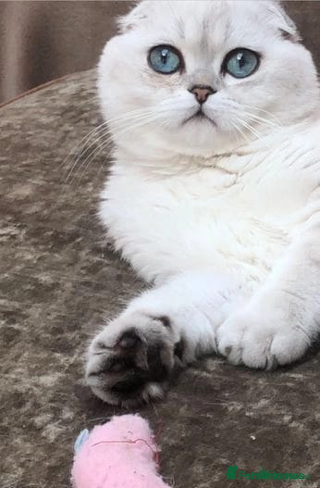 Scottish Fold cats for sale: last beautiful scottish fold boy - Image 5
