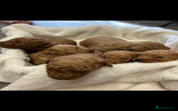 Miniature Poodle dogs for sale: Miniture poodles  - Image 2