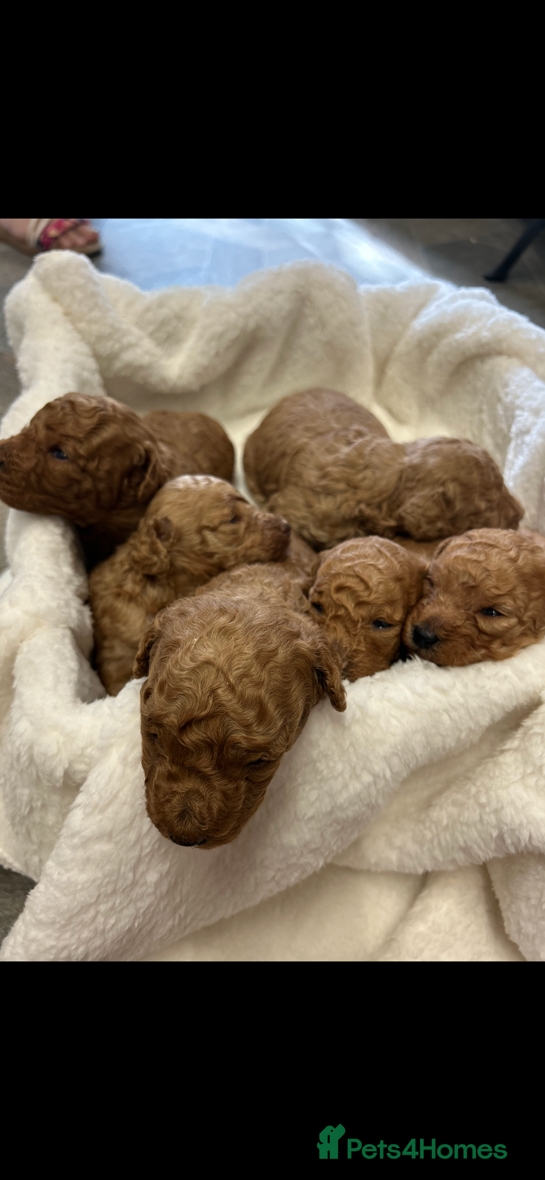 Miniature Poodle dogs for sale: Miniture poodles  - Image 2