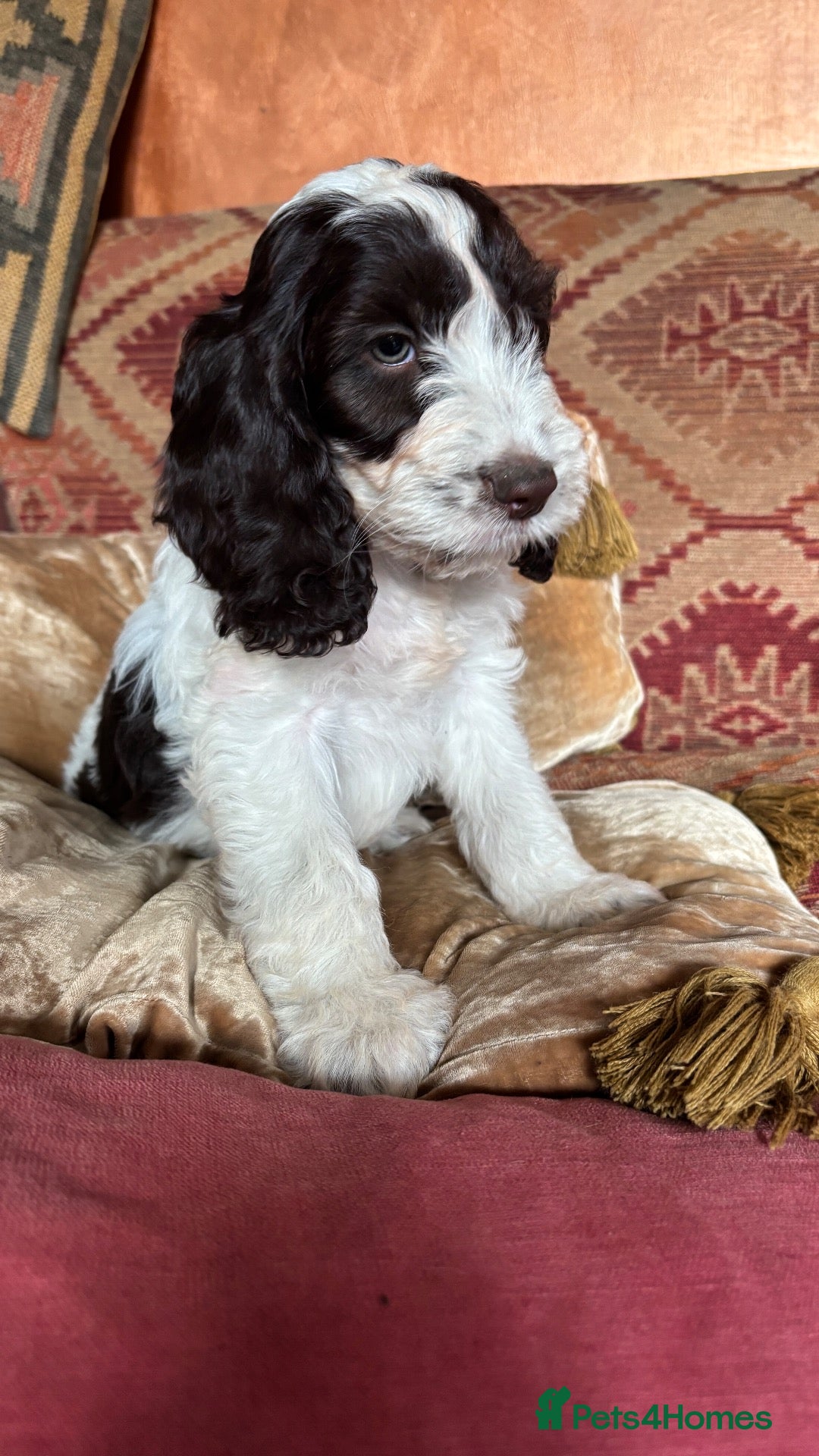 Cockapoo dogs 🩷💙Adorable small Cockapoo pups 🩷💙 - Advert 2