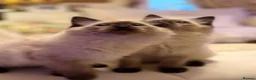 Ragdoll cats for sale: Adorable purebred Ragdolls  - Advert 5