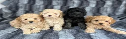 Toy Poodle dogs for sale: KC Toy Poodles Health Tested Parents - Advert 11