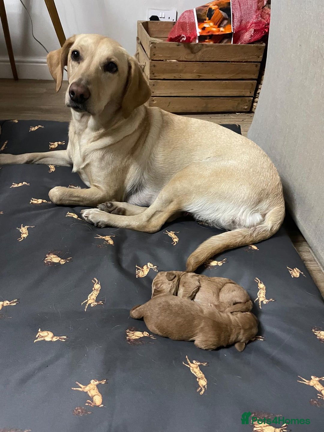 Labradoodle dogs for sale: 🐾 Beautiful F1 Labradoodle puppies for sale🐾 - Advert 1