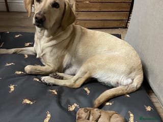 Labradoodle dogs 🐾 Beautiful F1 Labradoodle puppies for sale🐾 - Advert 1