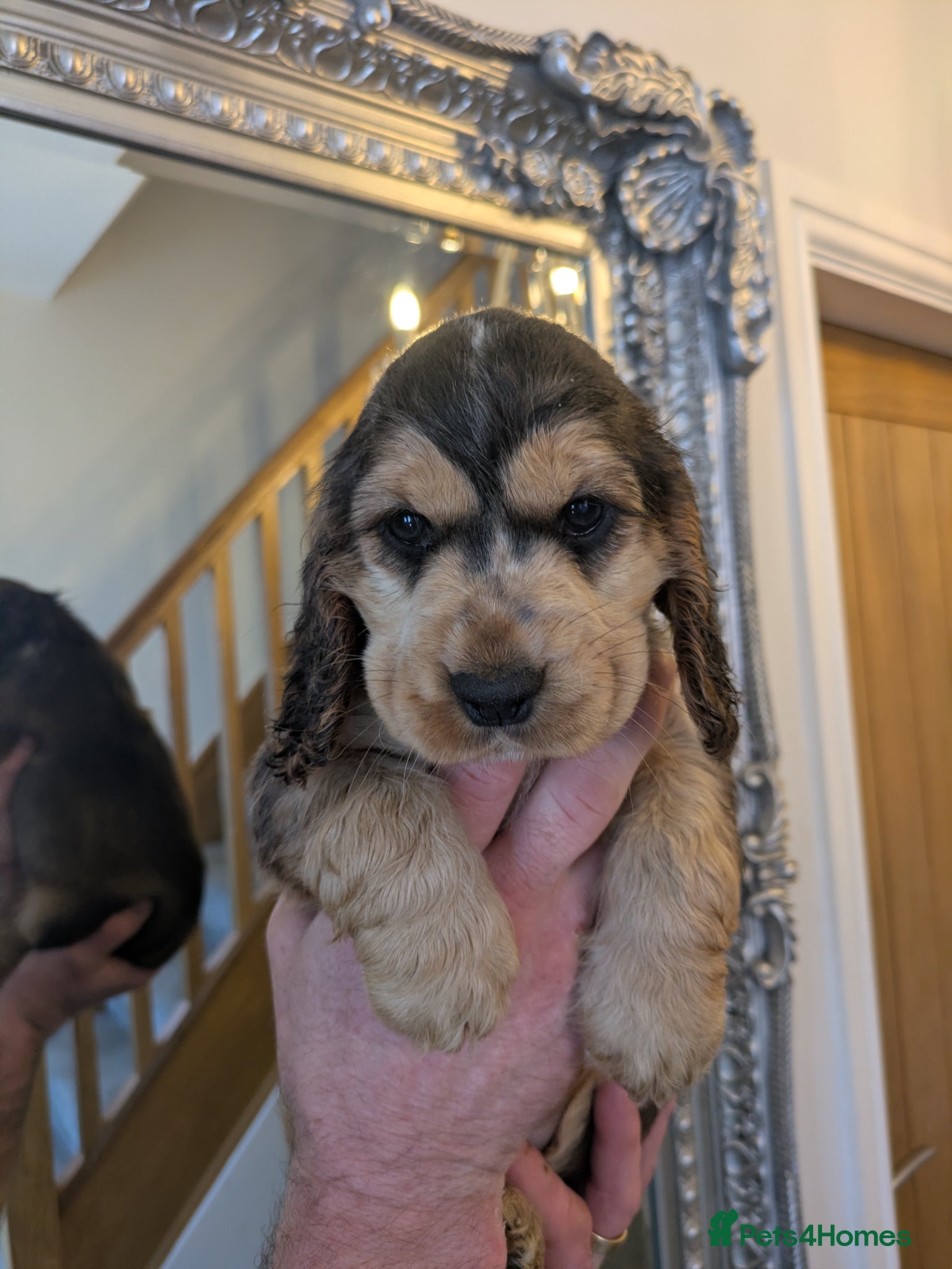 Cocker Spaniel dogs Stunning KC show cocker puppies PRA FN tested - Advert 1