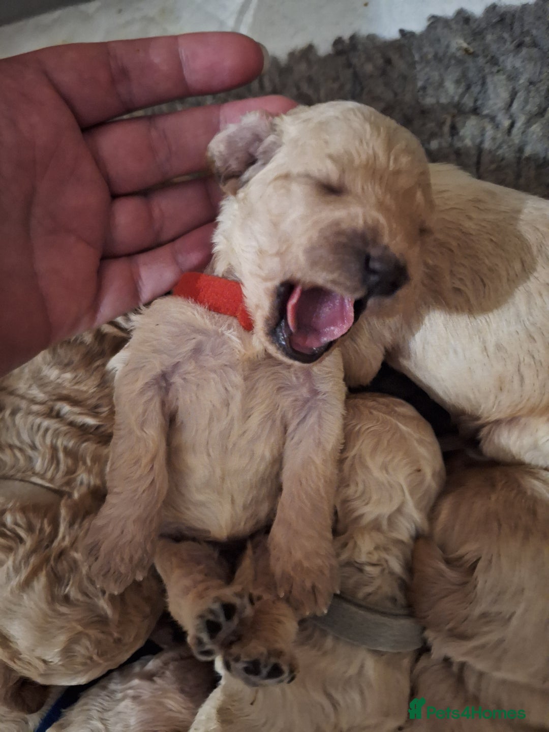 Cockapoo dogs for sale: F1b fully dna health tested toy cockapoos  - Image 5