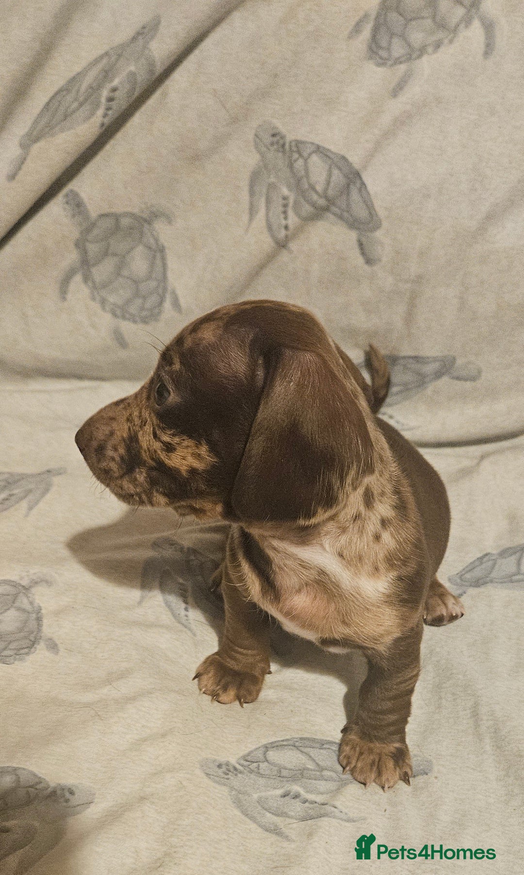 Miniature Dachshund dogs for sale: Adorable miniature dachshund girls - Advert 4