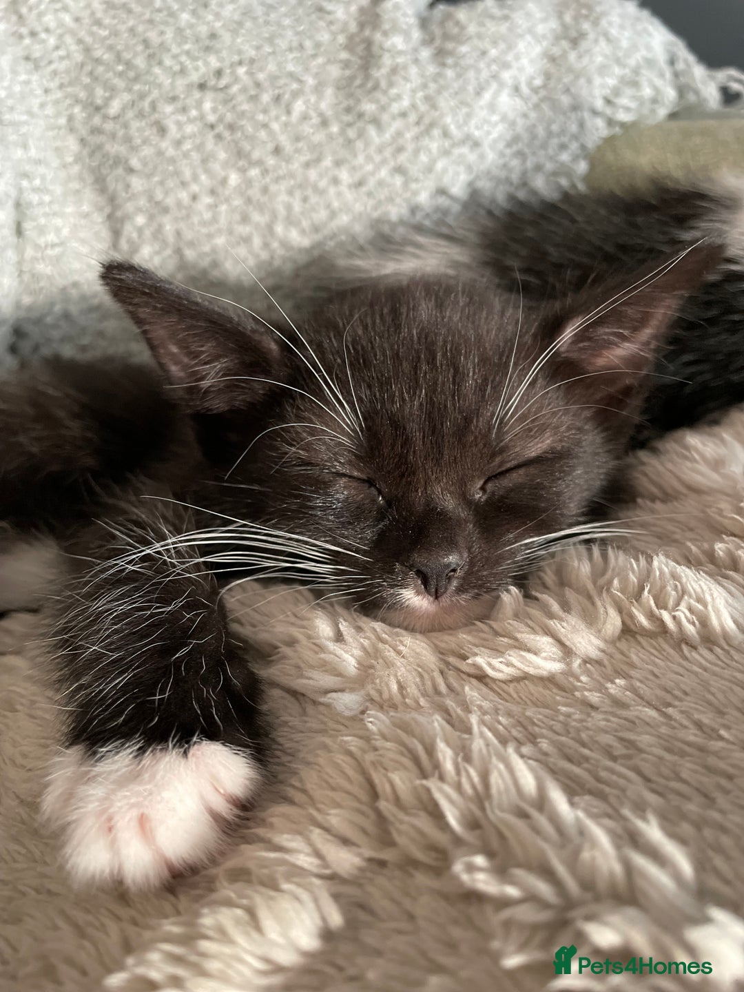 Mixed Breed cats for sale: Beautiful kittens - Image 1