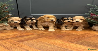 Cocker Spaniel dogs Gorgeous KC Show Cocker Spaniel Puppies - Advert 15