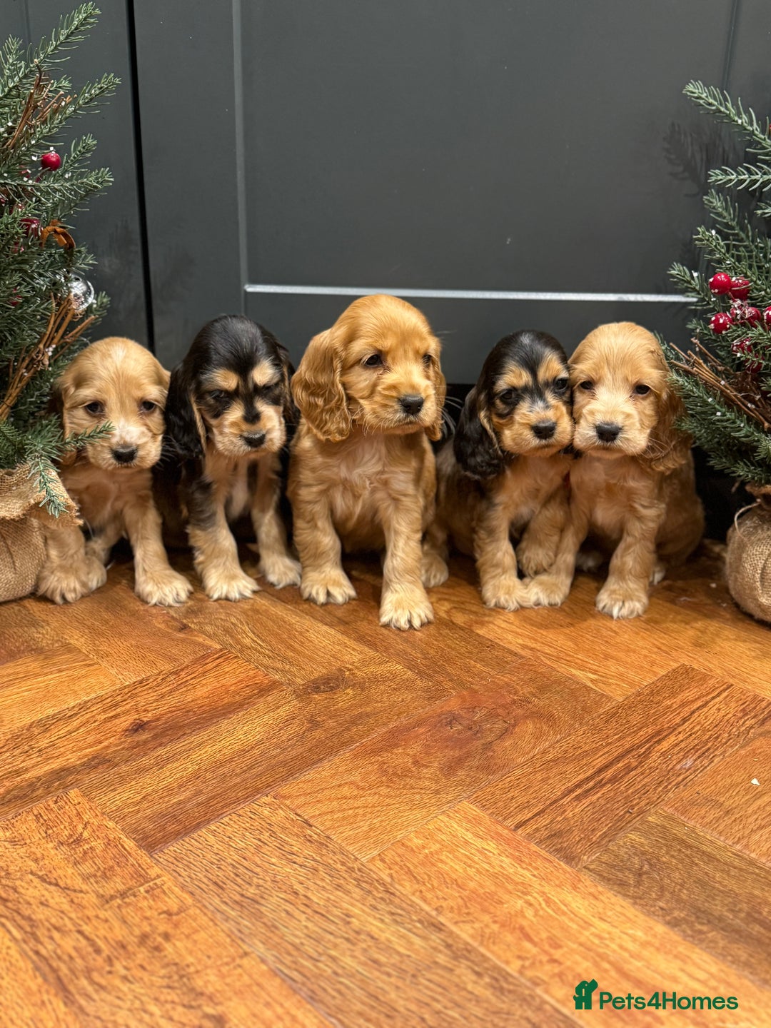 Cocker Spaniel dogs for sale: Gorgeous KC Show Cocker Spaniel Puppies - Advert 2