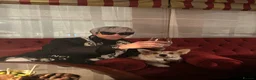 Welsh Corgi Pembroke dogs for stud: Beautiful Pembroke Welsh Corgi 1.3 years for Stud - Advert 3