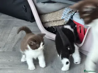 British Shorthair cats Superb pedigree TICA reg BSH kittens - Advert 1