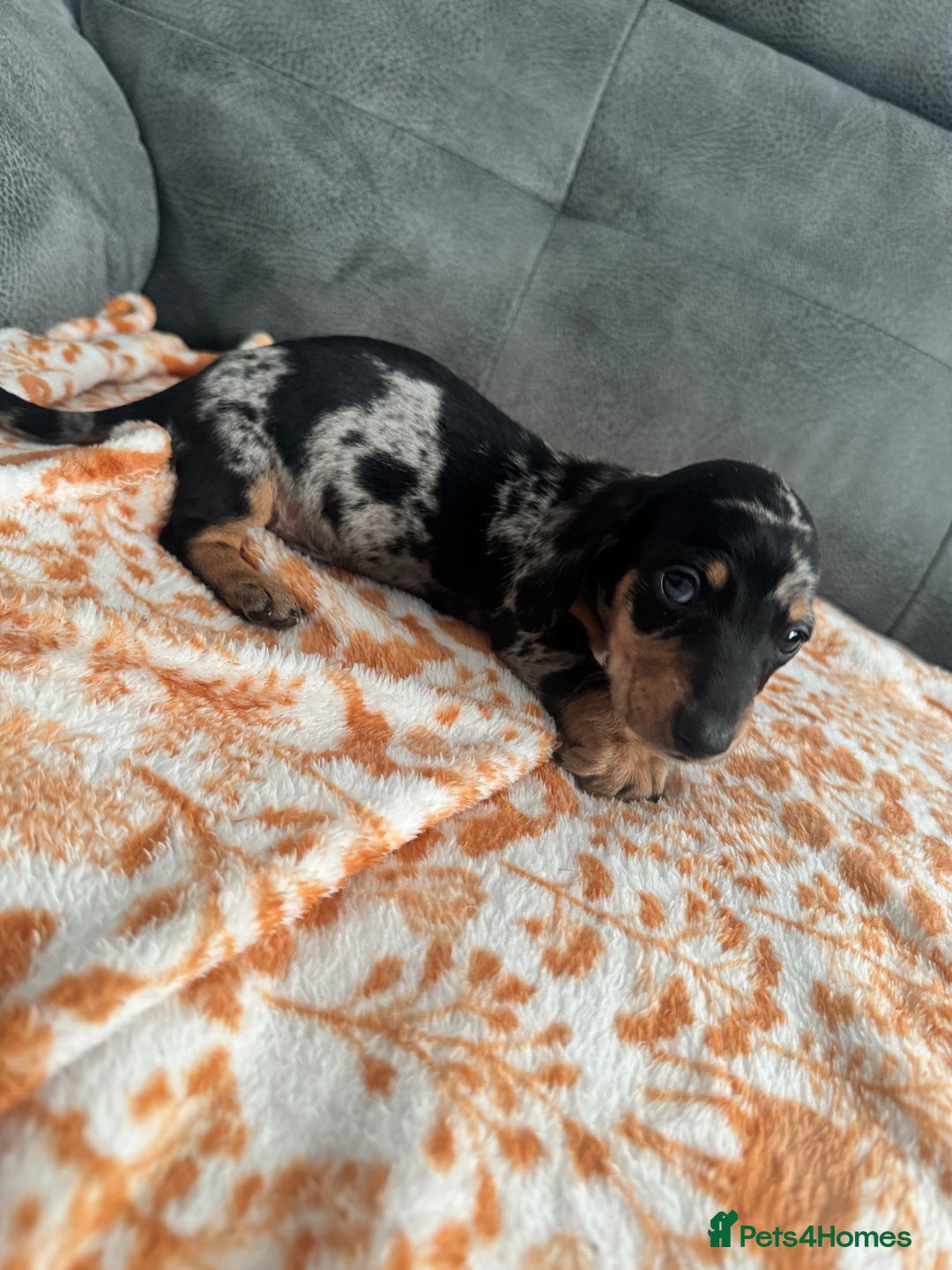 Miniature Dachshund dogs for sale: Male miniature Dachshund  - Advert 9