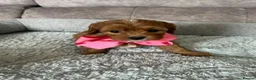 Cavapoo dogs for sale: Beautiful Red F1 Cavapoo Puppies - Advert 7
