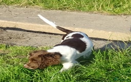 English Springer Spaniel dogs for sale: Two Gorgeous Boy English Springer Spaniel Puppies  - Image 12