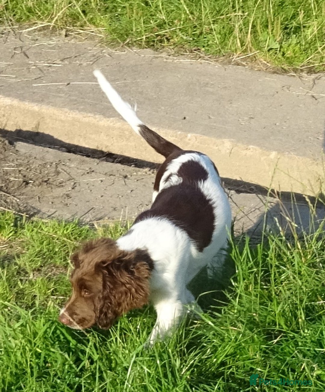 English Springer Spaniel dogs for sale: Two Gorgeous Boy English Springer Spaniel Puppies  - Image 12