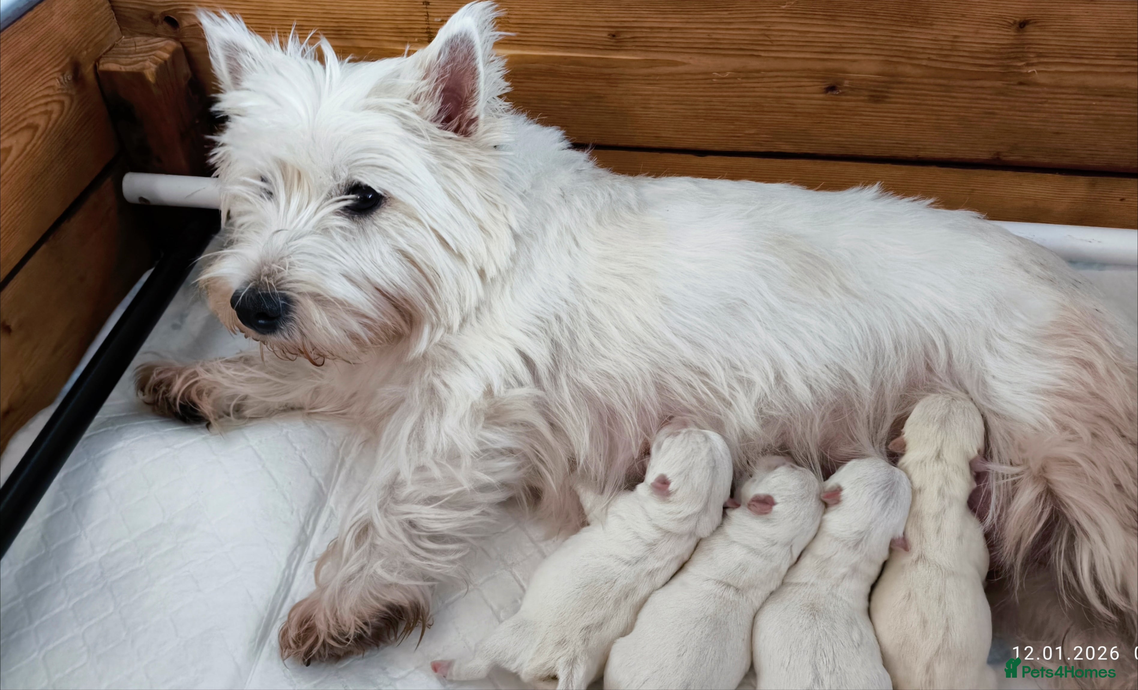 West Highland Terrier dogs West Highland White Terrier Puppies ♥️💙💚💜 - Advert 2