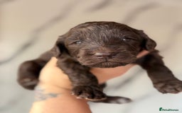 Cockapoo dogs for sale: Stunning Merle cockapoos - Image 27