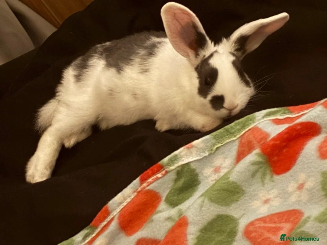 Mixed Breed rabbits for sale: Male Rabbit for sale - Advert 4