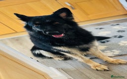 German Shepherd dogs for sale: Outstanding litter KC Reg German Shepherd puppies - Image 9