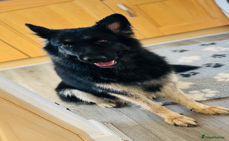 German Shepherd dogs - Advert 1