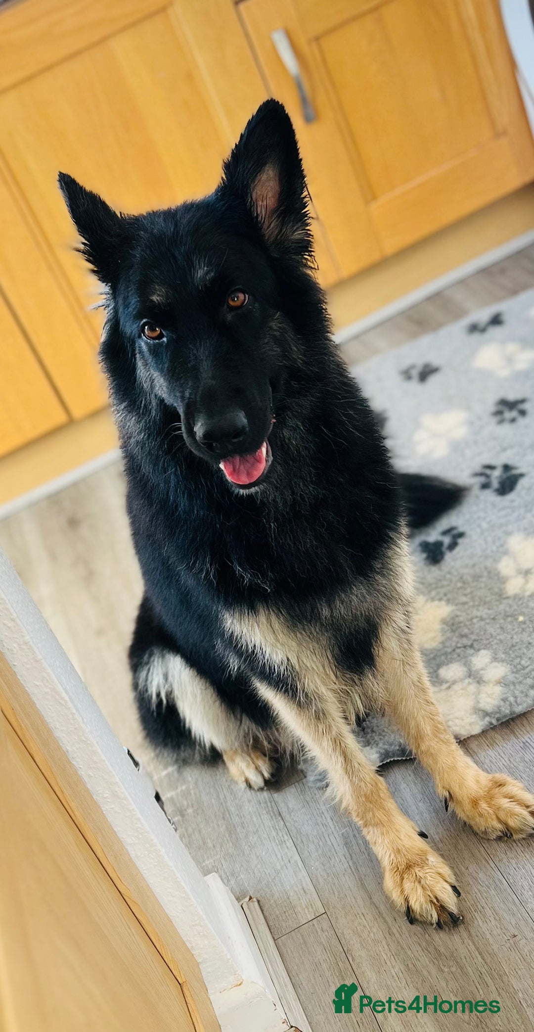 German Shepherd dogs for sale: Outstanding litter KC Reg German Shepherd puppies - Image 9