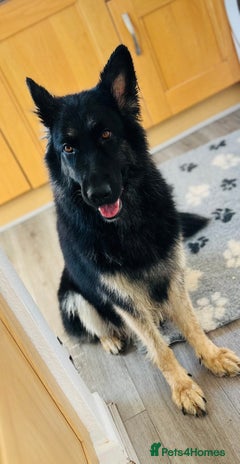 German Shepherd dogs - Advert 2