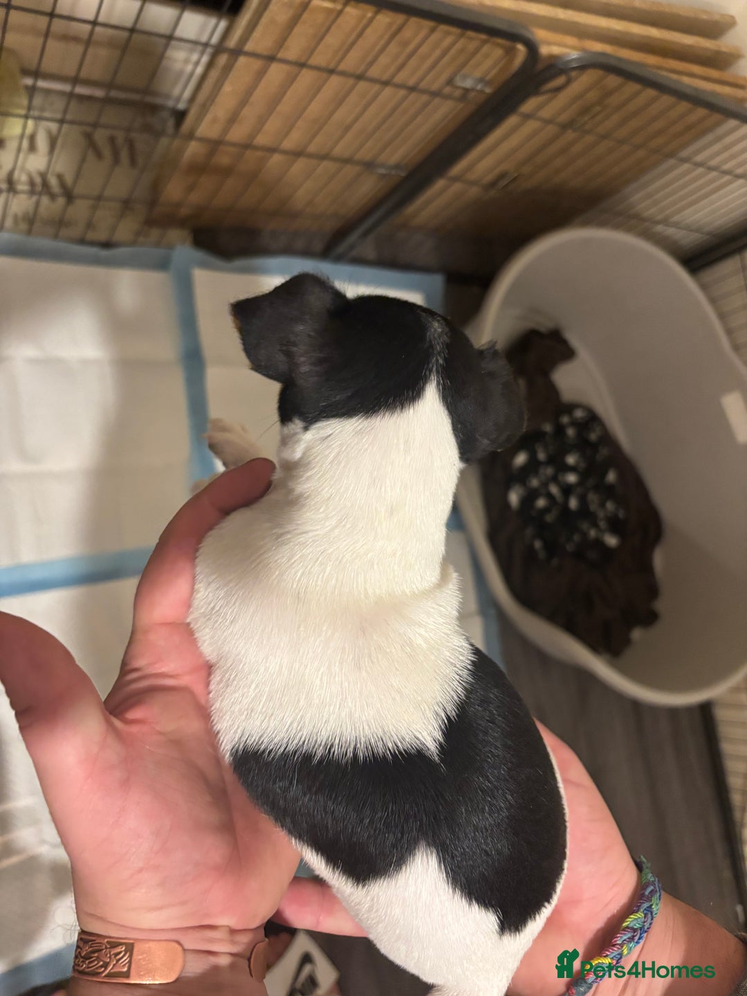 Jack Russell dogs for sale: Beautiful Jack Russell puppies  - Advert 7