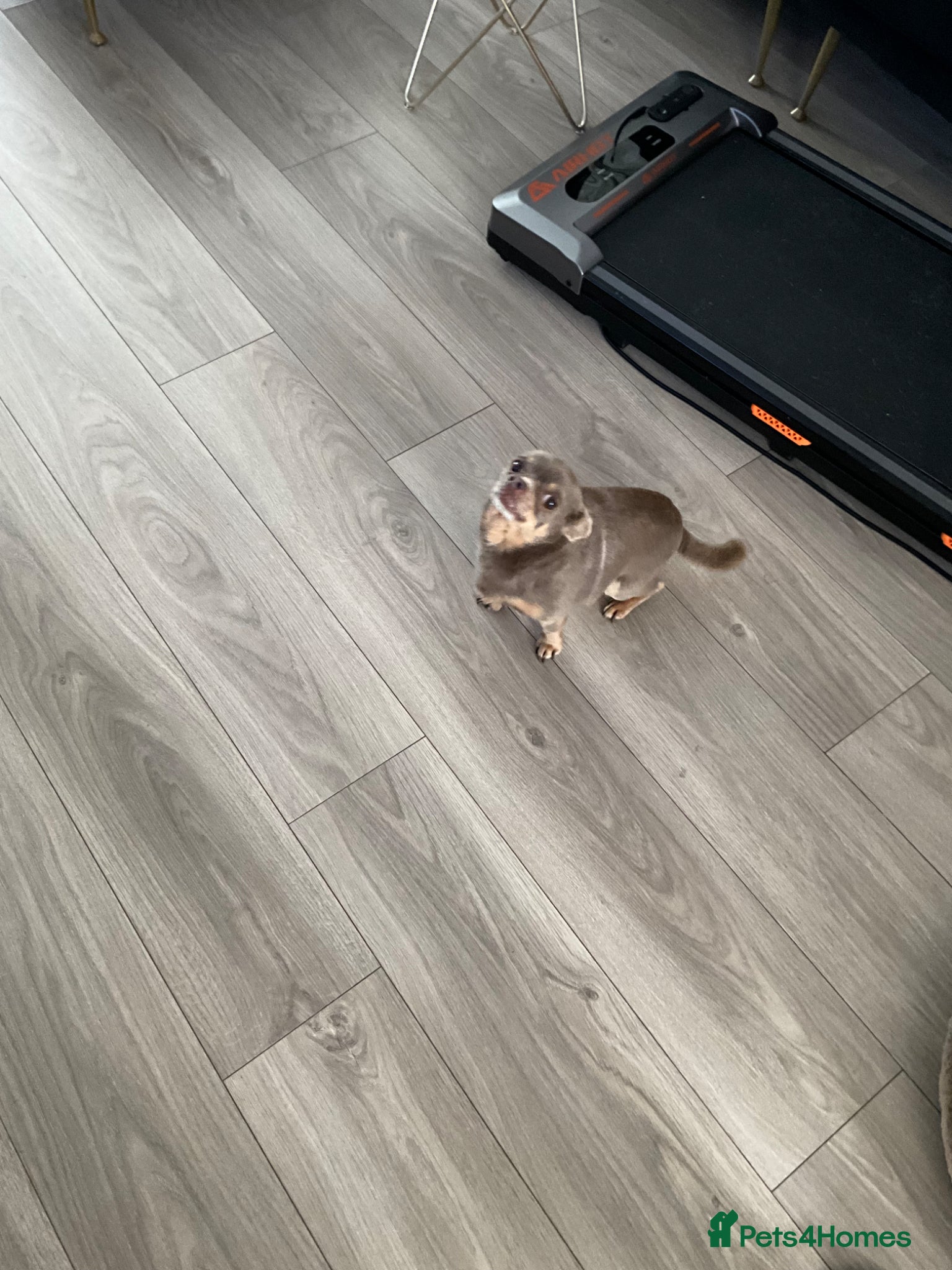 Chihuahua dogs for stud: Tiffany chihuahua for stud (proven)  - Advert 6