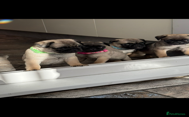 Pug dogs - Advert 4