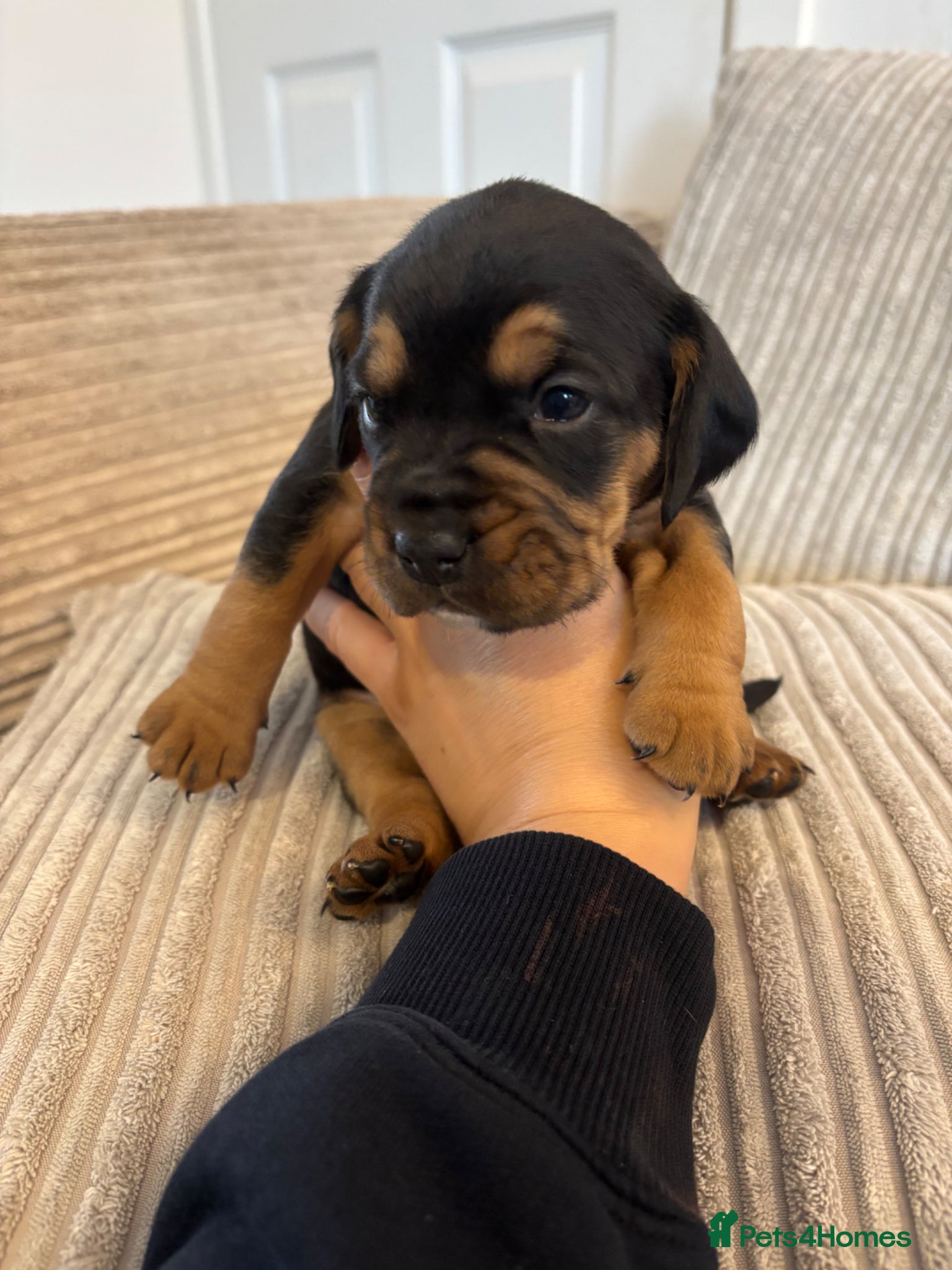 Mixed Breed dogs Cockerbull puppies born 16th March  - Advert 2